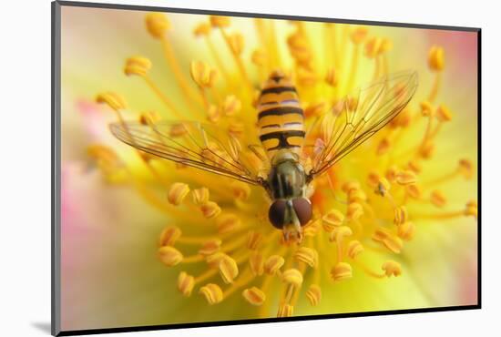 Fruit Fly on a Rose-Anette Linnea Rasmussen-Mounted Photographic Print