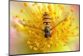 Fruit Fly on a Rose-Anette Linnea Rasmussen-Mounted Photographic Print