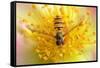 Fruit Fly on a Rose-Anette Linnea Rasmussen-Framed Stretched Canvas