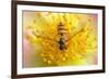 Fruit Fly on a Rose-Anette Linnea Rasmussen-Framed Photographic Print