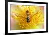 Fruit Fly on a Rose-Anette Linnea Rasmussen-Framed Photographic Print