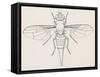 Fruit Fly (Tephritid Fly, Terellia Fuscicornis), Diptera-null-Framed Stretched Canvas