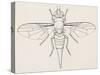 Fruit Fly (Tephritid Fly, Terellia Fuscicornis), Diptera-null-Stretched Canvas