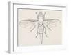 Fruit Fly (Tephritid Fly, Terellia Fuscicornis), Diptera-null-Framed Giclee Print