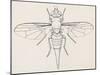 Fruit Fly (Tephritid Fly, Terellia Fuscicornis), Diptera-null-Mounted Giclee Print