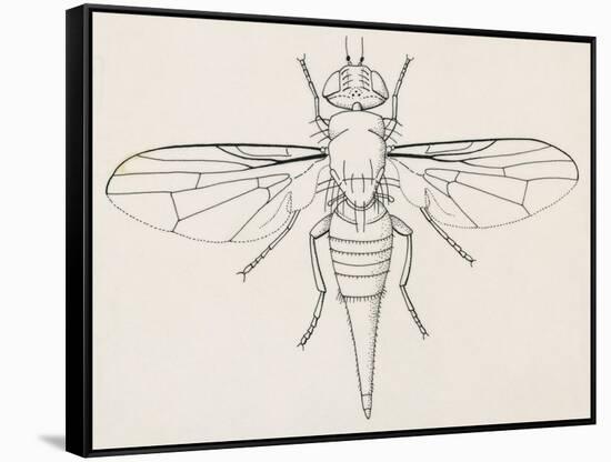 Fruit Fly (Tephritid Fly, Terellia Fuscicornis), Diptera-null-Framed Stretched Canvas