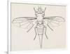 Fruit Fly (Tephritid Fly, Terellia Fuscicornis), Diptera-null-Framed Giclee Print