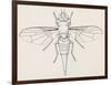 Fruit Fly (Tephritid Fly, Terellia Fuscicornis), Diptera-null-Framed Giclee Print