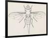 Fruit Fly (Tephritid Fly, Terellia Fuscicornis), Diptera-null-Framed Giclee Print