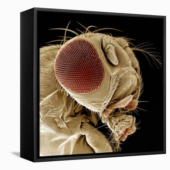 Fruit Fly-null-Framed Stretched Canvas