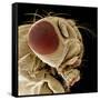 Fruit Fly-null-Framed Stretched Canvas