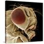 Fruit Fly-null-Stretched Canvas