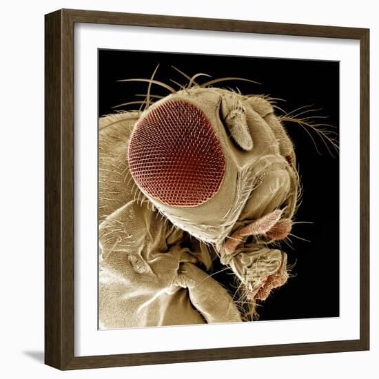 Fruit Fly-null-Framed Photographic Print