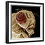 Fruit Fly-null-Framed Photographic Print