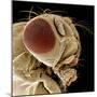 Fruit Fly-null-Mounted Photographic Print