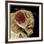 Fruit Fly-null-Framed Photographic Print