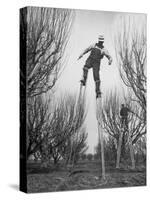 Fruit Growers Wayne Deming and Son Douglas Using Stilts to Prune Trees in Half the Usual Time-Ralph Crane-Stretched Canvas