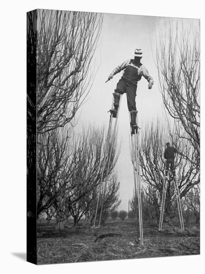 Fruit Growers Wayne Deming and Son Douglas Using Stilts to Prune Trees in Half the Usual Time-Ralph Crane-Stretched Canvas