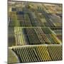 Fruit Growing and Viniculture in South Tyrol, Alto Adige-Martin Zwick-Mounted Photographic Print