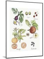 Fruit Medley I-Naomi McCavitt-Mounted Art Print