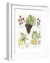 Fruit Medley II-Naomi McCavitt-Framed Art Print