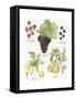 Fruit Medley II-Naomi McCavitt-Framed Stretched Canvas