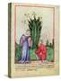 Fruit of Mandrake, From Tacuinum Sanitatis, c.1390-1400-null-Stretched Canvas