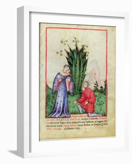 Fruit of Mandrake, From Tacuinum Sanitatis, c.1390-1400-null-Framed Giclee Print