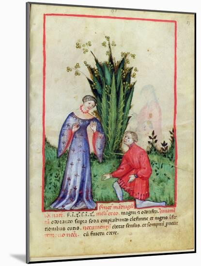Fruit of Mandrake, From Tacuinum Sanitatis, c.1390-1400-null-Mounted Giclee Print