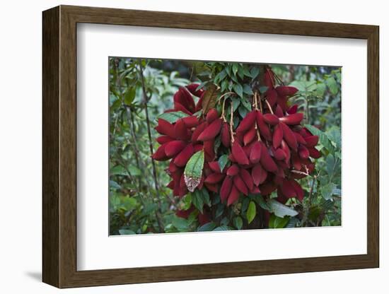 Fruit of the Kalumpang Tree-Craig Lovell-Framed Photographic Print