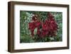 Fruit of the Kalumpang Tree-Craig Lovell-Framed Photographic Print