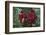 Fruit of the Kalumpang Tree-Craig Lovell-Framed Photographic Print