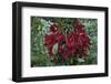 Fruit of the Kalumpang Tree-Craig Lovell-Framed Photographic Print