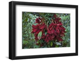 Fruit of the Kalumpang Tree-Craig Lovell-Framed Photographic Print