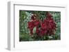 Fruit of the Kalumpang Tree-Craig Lovell-Framed Photographic Print