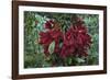 Fruit of the Kalumpang Tree-Craig Lovell-Framed Photographic Print