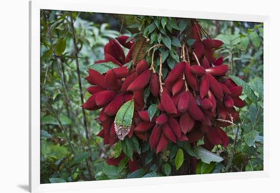 Fruit of the Kalumpang Tree-Craig Lovell-Framed Photographic Print