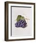 Fruit of the Vine, 1868-Augusta Innes Withers-Framed Giclee Print