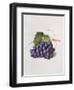 Fruit of the Vine, 1868-Augusta Innes Withers-Framed Giclee Print