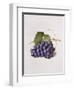 Fruit of the Vine, 1868-Augusta Innes Withers-Framed Giclee Print