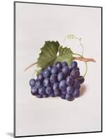 Fruit of the Vine, 1868-Augusta Innes Withers-Mounted Giclee Print