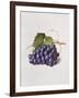 Fruit of the Vine, 1868-Augusta Innes Withers-Framed Giclee Print