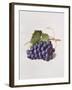 Fruit of the Vine, 1868-Augusta Innes Withers-Framed Giclee Print