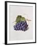 Fruit of the Vine, 1868-Augusta Innes Withers-Framed Giclee Print