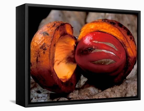 Fruit of Wild Nutmeg, Barro Colorado Island, Panama-Christian Ziegler-Framed Stretched Canvas