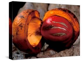 Fruit of Wild Nutmeg, Barro Colorado Island, Panama-Christian Ziegler-Stretched Canvas
