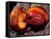 Fruit of Wild Nutmeg, Barro Colorado Island, Panama-Christian Ziegler-Framed Stretched Canvas