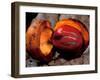 Fruit of Wild Nutmeg, Barro Colorado Island, Panama-Christian Ziegler-Framed Photographic Print