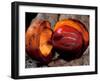 Fruit of Wild Nutmeg, Barro Colorado Island, Panama-Christian Ziegler-Framed Photographic Print