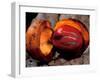 Fruit of Wild Nutmeg, Barro Colorado Island, Panama-Christian Ziegler-Framed Photographic Print